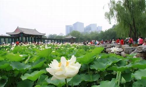 北京莲花池公园游览线路_北京莲花池公园门票多少钱