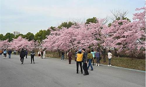 顾村公园樱花节游记,顾村公园樱花节游记500字