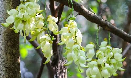 平峦山公园禾雀花在哪_平峦山公园几点开门