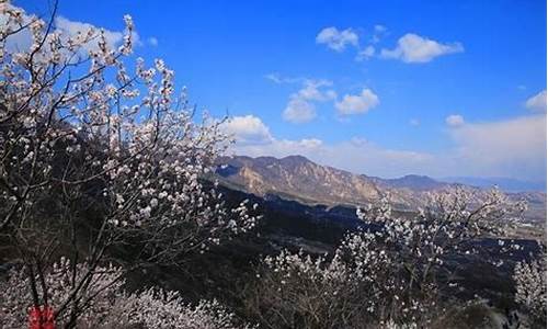 鹫峰国家森林公园开车进去,鹫峰森林公园梅花