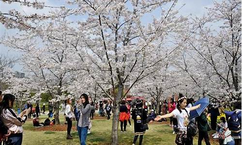 顾村公园樱花节门票多少一张,顾村公园樱花节老年人免票吗