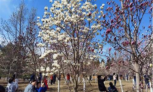 北京市石景山雕塑公园南门位置,石景山雕塑公园玉兰花开了吗