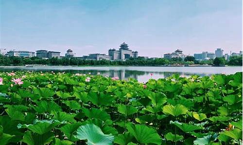 厦门莲花公园附近的住宿酒店推荐_厦门莲花公园附近的住宿