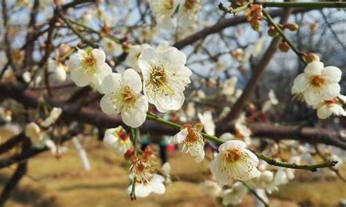 香雪公园的梅子可以摘吗,香雪公园梅花谢了吗