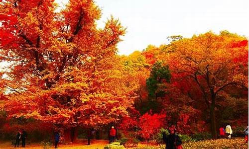 北京香山公园枫叶红了吗_北京香山公园枫叶什么时候红