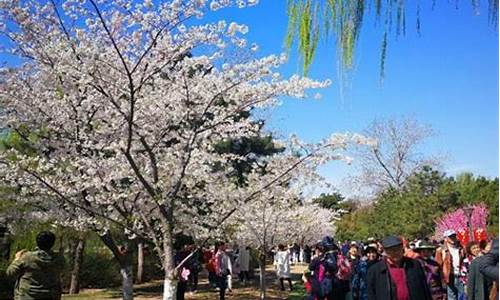 北京清明节旅游攻略,北京清明节旅游攻略路线