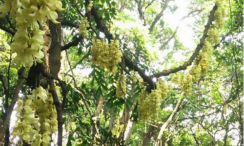 天鹿湖森林公园禾雀花_天鹿湖森林公园禾雀花观赏