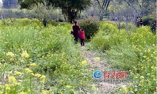 厦门忠仑公园油菜花遭踩踏,厦门忠仑公园桃花开了吗