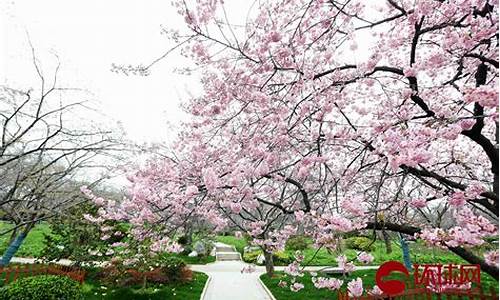武汉江滩公园樱花开放时间表_武汉江滩公园